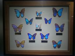 -上海昆虫博物馆