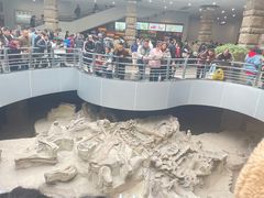 -自贡恐龙博物馆