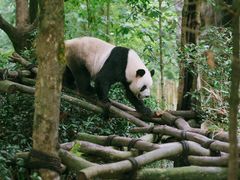 -成都大熊猫繁育研究基地