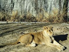 -北京野生动物园