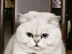 -宠物星动物医院·眼科·异宠·猫科(江南大道总院)