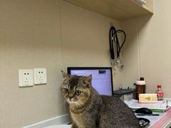 -安安宠医宠物医院·异宠·犬猫内科(岳阳分院)