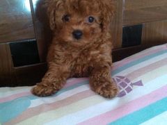 -宠颐生动物医院·心脏科·保险定点(锦阳分院)