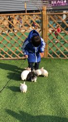 -萌宠亲子动物乐园(槐房万达店)