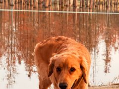 -白鹭湾湿地公园