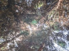-重庆睡佛山森林公园