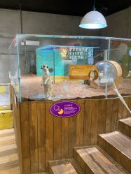 -七巧国萌宠乐园(龙湖天街店)