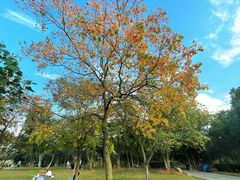 -盘龙城国家考古遗址公园