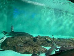 -太平洋海底世界