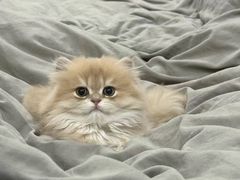 -猫十亿·布偶金渐层·曼基康矮脚猫舍(青年路店)