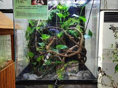 -上海大自然野生昆虫馆(东方明珠·爬宠昆虫探索中心)
