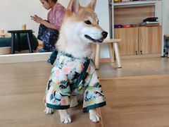 -南京Hallo宠物乐园·哈罗犬舍·柴犬繁育基地