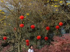 -铁山坪森林公园