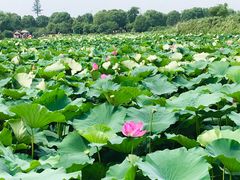 -荷塘月色湿地公园·向阳花洲