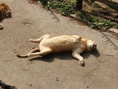 -大连森林动物园