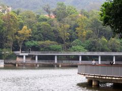 -银湖山郊野公园-相思林