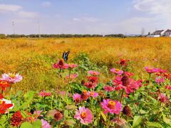 -桃花岛景观公园