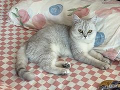 -猫大福·Fortune Cat猫舍(百子湾店)