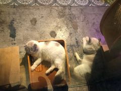 -more than meow吴止猫主题餐厅(承德 中船汇店)