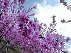 -同里国家湿地公园