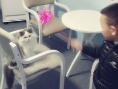android_upload_pic-喵的天空名猫咖啡馆·撸猫·猫舍·用品