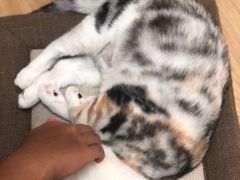 -猫和宫(六道口店)