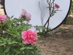 -石家庄市植物园