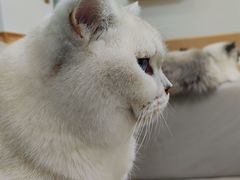 -鼓捣猫呢主题猫咖店