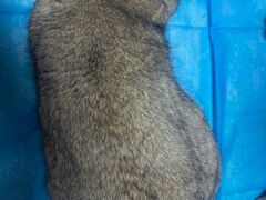 -宠福鑫动物医院(城北分院)