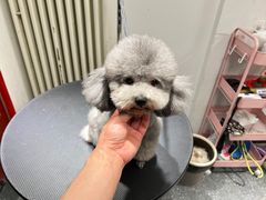 -宠物家(双井店)