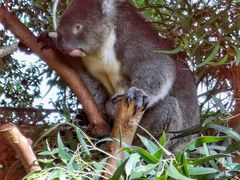 -费瑟代尔野生动物园