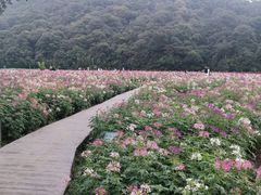 -广州市石门国家森林公园