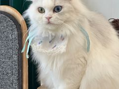 -共舞时光猫咖·狗咖(新街口店)