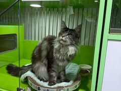 -唐小姐の猫狗洗护·购宠旗舰店(周浦万达店)