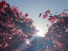 -昆山城市生态森林公园