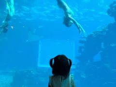 -涛·海底餐厅·美人鱼·自助餐·海底隧道(三亚海棠湾洲际度假酒店)