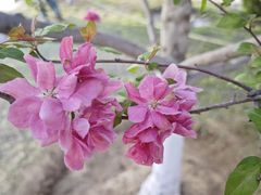 -海棠花溪(元大都城垣遗址公园)