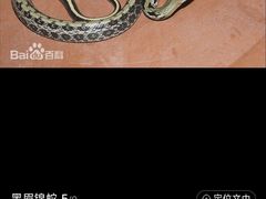 -牛背梁国家森林公园