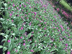 -上海鲜花港