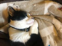 -猫的天空之城概念书店(杭州南宋御街店)