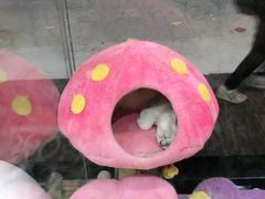 -糯米喵星人总部直营旗舰店·猫舍·幼猫出售