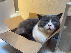 -猫小院猫主题餐厅(南锣旗舰店)