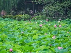 -桂湖森林公园