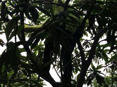 -塘栖枇杷特色园区