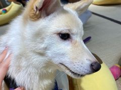 -逗柴咖啡屋·狗咖猫咖宠物桌游