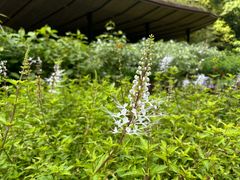 -新加坡植物园