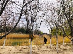 -大兴滨河森林公园