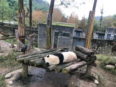 -都江堰中华大熊猫苑
