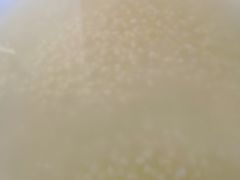 小米粥-宝瑞门钉肉饼店