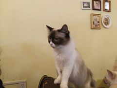 -猫色咖啡·猫咖